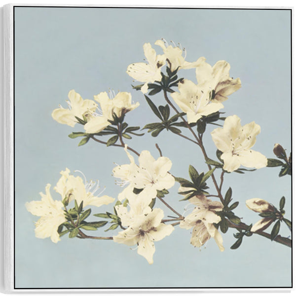 Vintage Japanese Blue Floral Wall Art Framed Canvas Print of Azaleas Flowers Painting - XL 100cm x 100cm