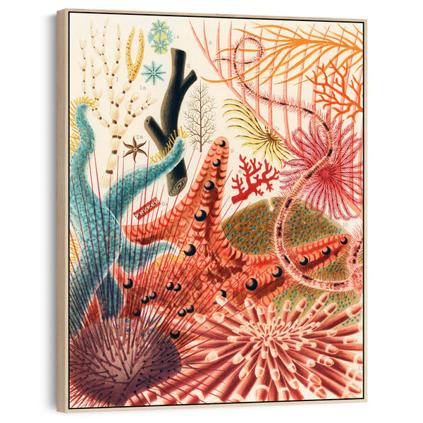 Sea Shells Barrier Reef by William Saville Kent Canvas Framed Wall Art Print