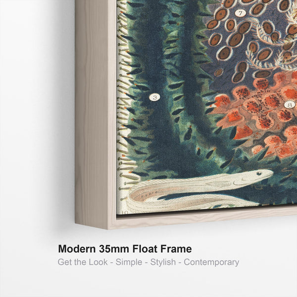 Shells Barrier Reef by William Saville Kent Framed Canvas Artwork Print