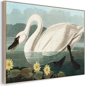 American Swan - Framed Canvas Wall Art - John James Audubon - Birds of America Print