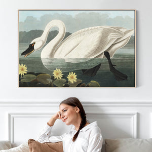 American Swan - Framed Canvas Wall Art - John James Audubon - Birds of America Print