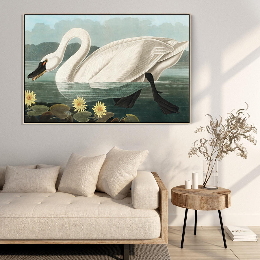 American Swan - Framed Canvas Wall Art - John James Audubon - Birds of America Print