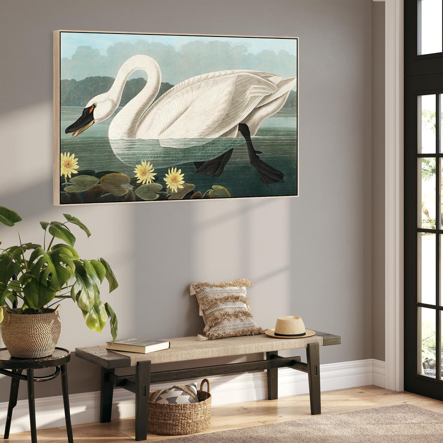 American Swan - Framed Canvas Wall Art - John James Audubon - Birds of America Print