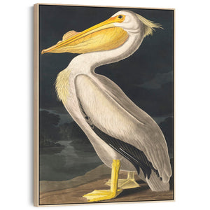 American White Pelican - Framed Canvas Wall Art - John James Audubon - Birds of America Print