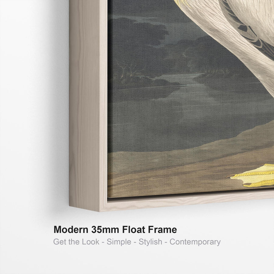 American White Pelican - Framed Canvas Wall Art - John James Audubon - Birds of America Print