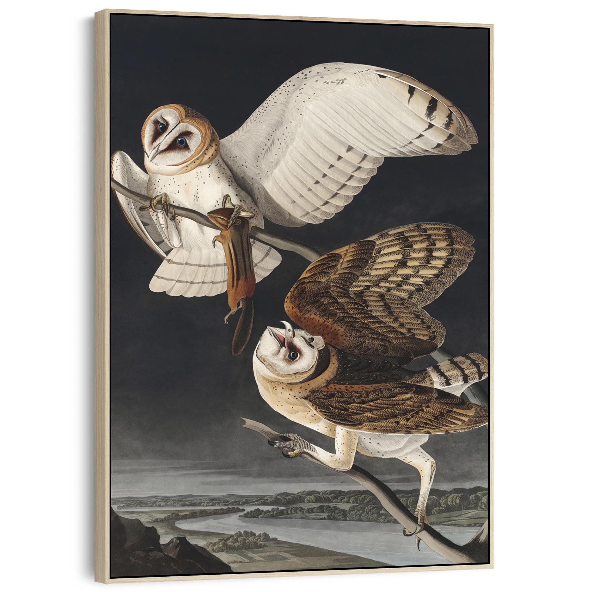 Barn Owl Framed Canvas Wall Art John James Audubon Birds of Amer