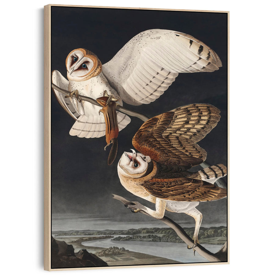 Barn Owl - Framed Canvas Wall Art - John James Audubon - Birds of America Print