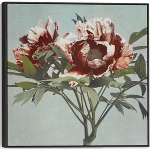 Vintage Japanese Pink Floral Wall Art Framed Canvas Print of Tree Peony Flowers Painting - 100cm x 100cm