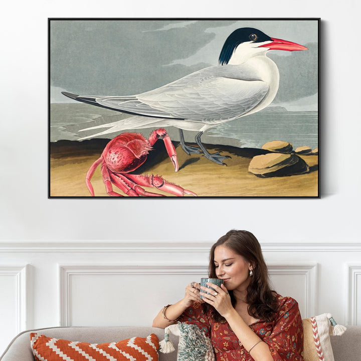 Cayenne Tern - Framed Canvas Wall Art - John James Audubon - Birds of America Print - FF2489-B-L