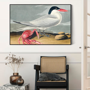 Cayenne Tern - Framed Canvas Wall Art - John James Audubon - Birds of America Print