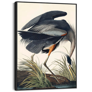 Great Blue Heron - Framed Canvas Wall Art - John James Audubon - Birds of America Print