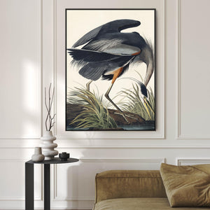 Great Blue Heron - Framed Canvas Wall Art - John James Audubon - Birds of America Print