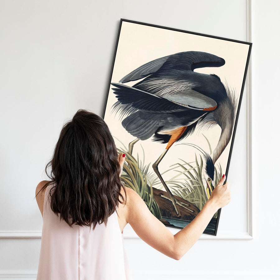 Great Blue Heron - Framed Canvas Wall Art - John James Audubon - Birds of America Print