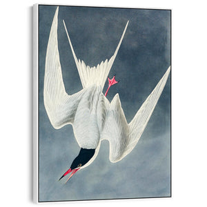 Great Tern - Framed Canvas Wall Art - John James Audubon - Birds of America Print