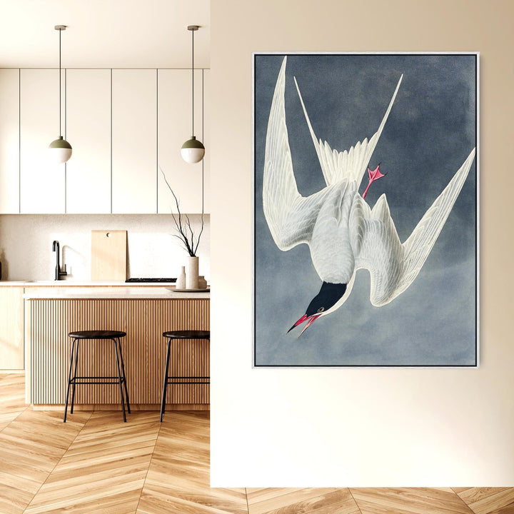 Great Tern - Framed Canvas Wall Art - John James Audubon - Birds of America Print - FFp-2499-W-L