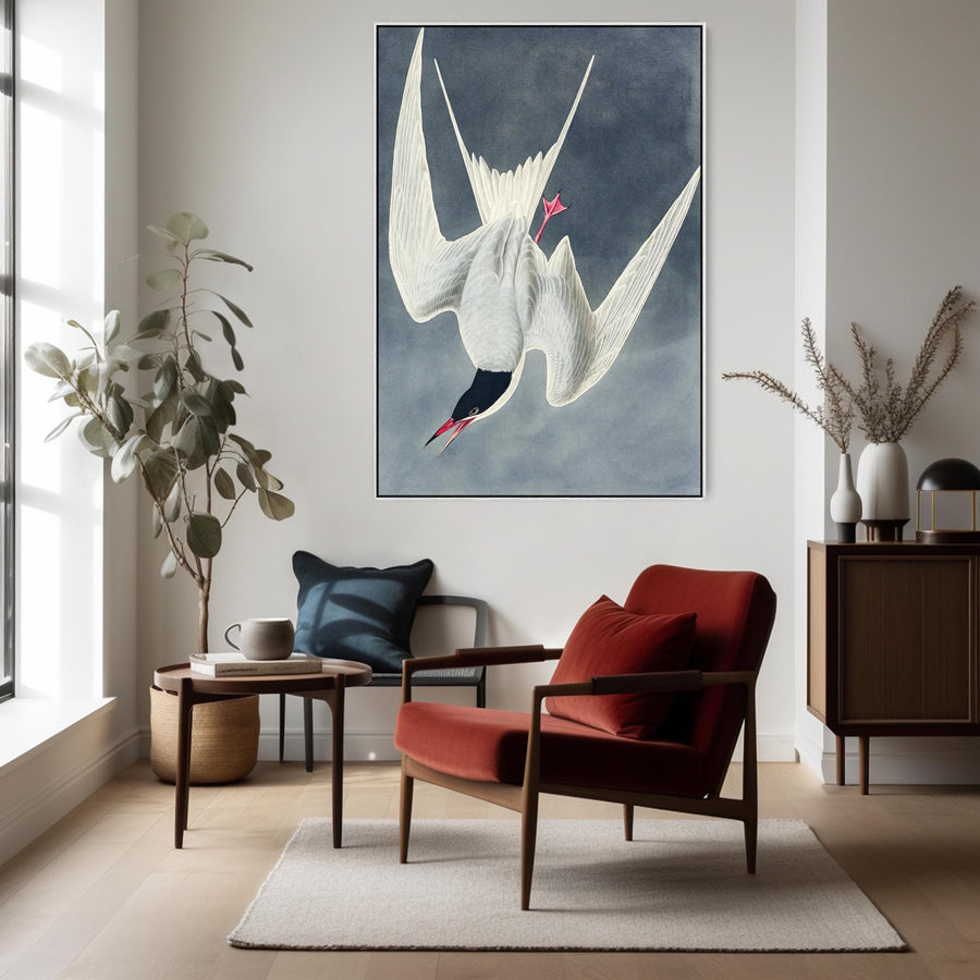 Great Tern - Framed Canvas Wall Art - John James Audubon - Birds of America Print