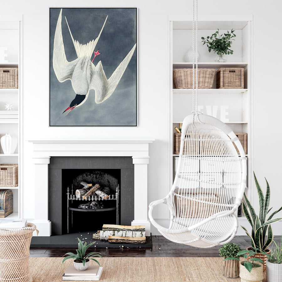 Great Tern - Framed Canvas Wall Art - John James Audubon - Birds of America Print