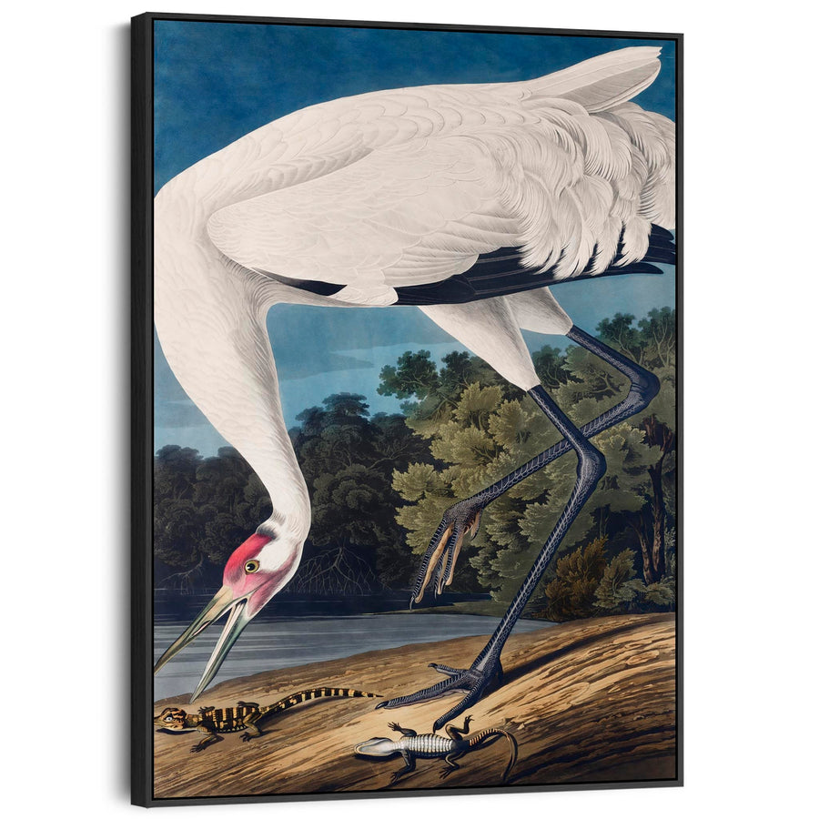 Hooping Crane Poised - Framed Canvas Wall Art - John James Audubon - Birds of America Print