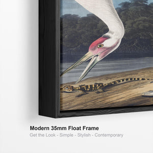 Hooping Crane Poised - Framed Canvas Wall Art - John James Audubon - Birds of America Print