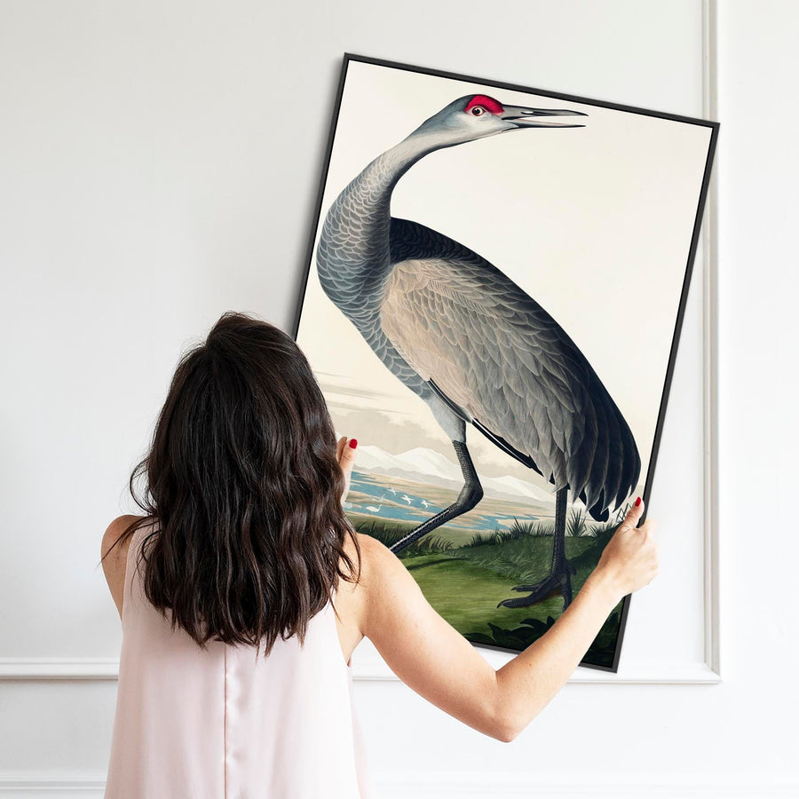 Hooping Crane - Framed Canvas Wall Art - John James Audubon - Birds of America Print