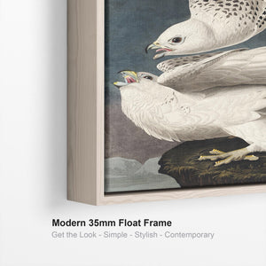 Iceland or Jer Falcon - Framed Canvas Wall Art - John James Audubon - Birds of America Print