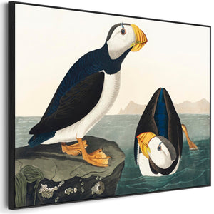 Large Billed Puffin - Framed Canvas Wall Art - John James Audubon - Birds of America Print