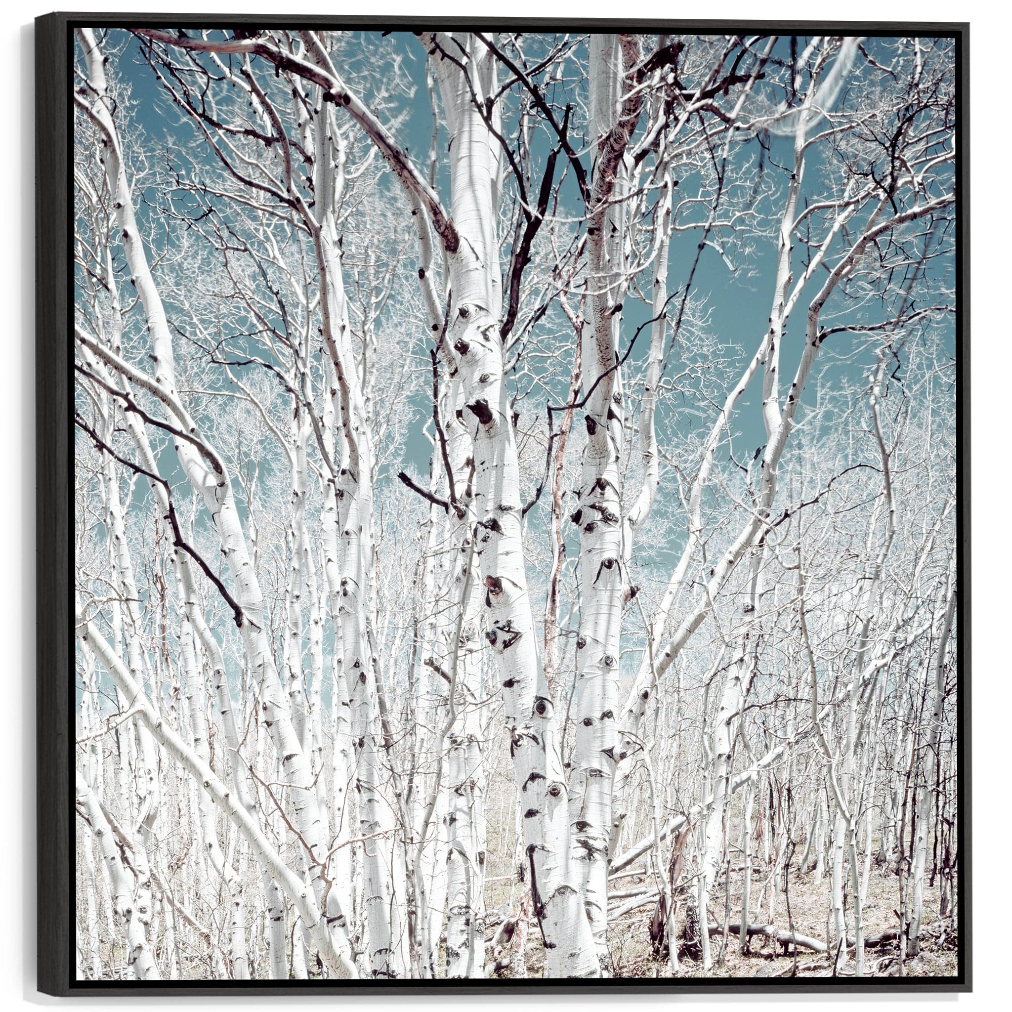 Large Silver Birch Trees Wall Art for Living Room Framed Canvas