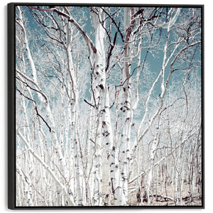 Large Silver Birch Trees Wall Art for Living Room - Framed Canvas
