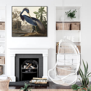 Louisiana Heron - Framed Canvas Wall Art - John James Audubon - Birds of America Print