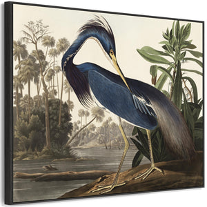 Louisiana Heron - Framed Canvas Wall Art - John James Audubon - Birds of America Print