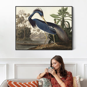 Louisiana Heron - Framed Canvas Wall Art - John James Audubon - Birds of America Print