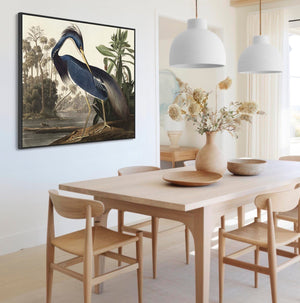 Louisiana Heron - Framed Canvas Wall Art - John James Audubon - Birds of America Print