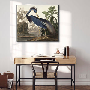 Louisiana Heron - Framed Canvas Wall Art - John James Audubon - Birds of America Print