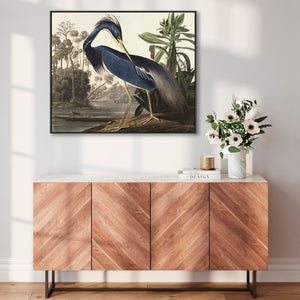 Louisiana Heron - Framed Canvas Wall Art - John James Audubon - Birds of America Print