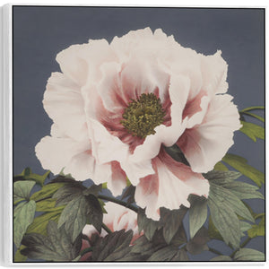 Japanese Pink Floral Wall Art Framed Canvas Print by Ogawa Kazumasa - 100cm x 100cm