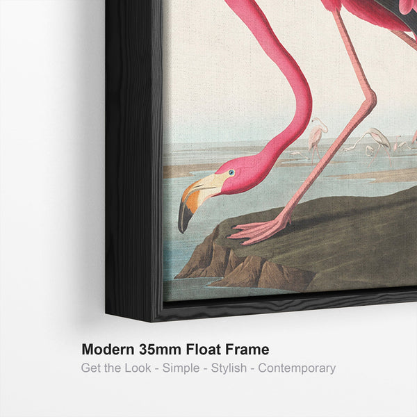 Pink Flamingo Wall Art Framed Canvas Print of Famous John Audubon Painting
