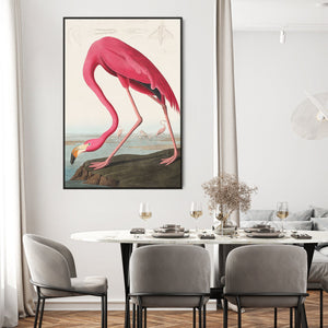 Pink Flamingo Wall Art Framed Canvas Print of Famous John Adubon Painting