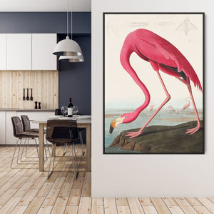 Pink Flamingo Wall Art Framed Canvas Print of Famous John Adubon Painting