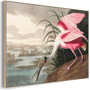 Roseate Spoonbill - Framed Canvas Wall Art - John James Audubon - Birds of America Print