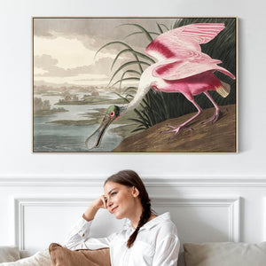 Roseate Spoonbill - Framed Canvas Wall Art - John James Audubon - Birds of America Print