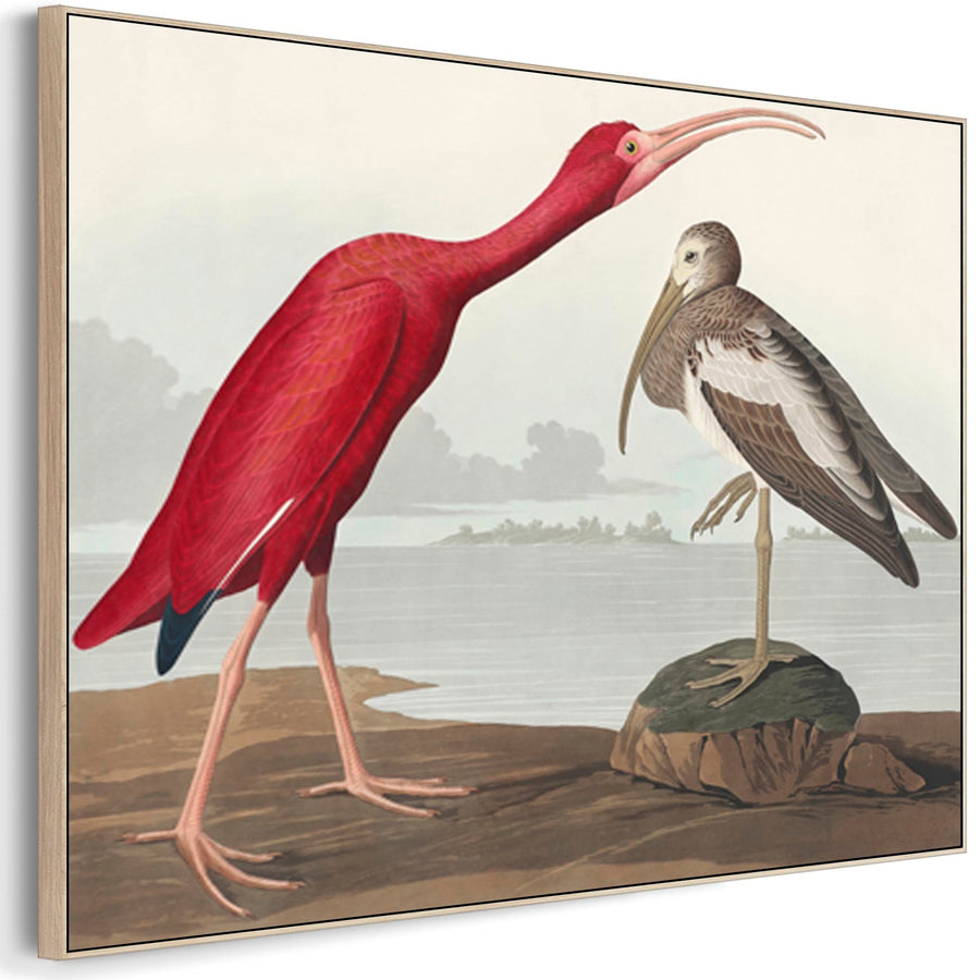 Scarlet Ibis - Framed Canvas Wall Art - John James Audubon - Birds of America Print