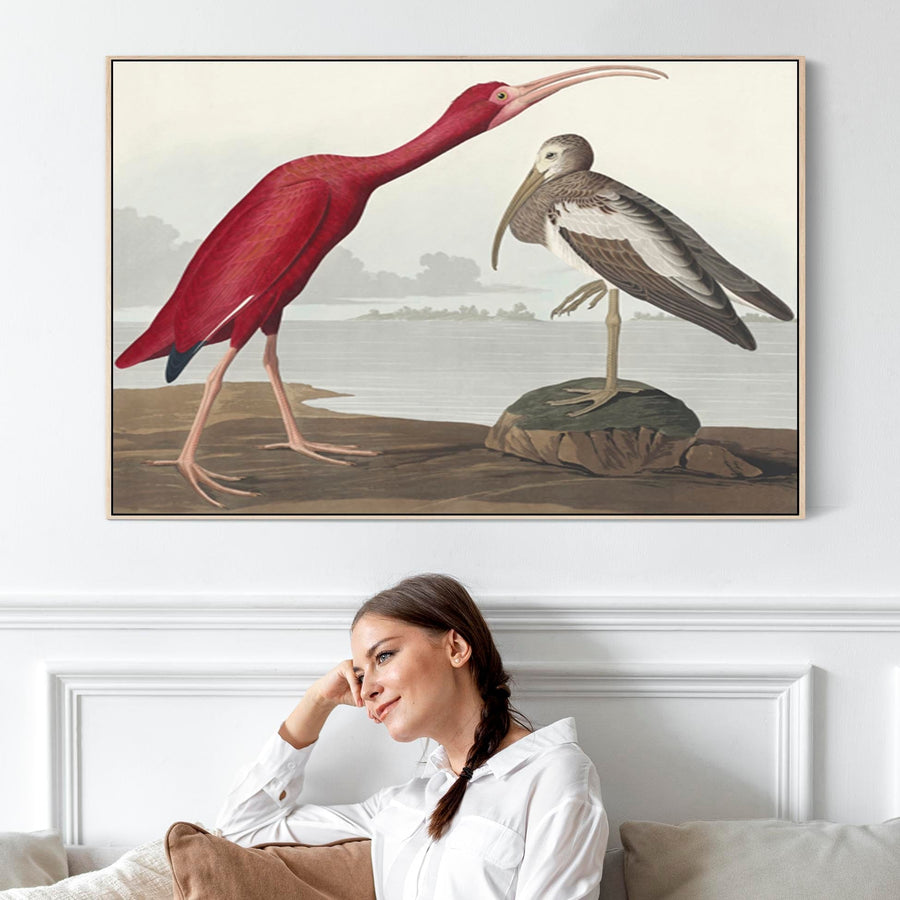 Scarlet Ibis - Framed Canvas Wall Art - John James Audubon - Birds of America Print