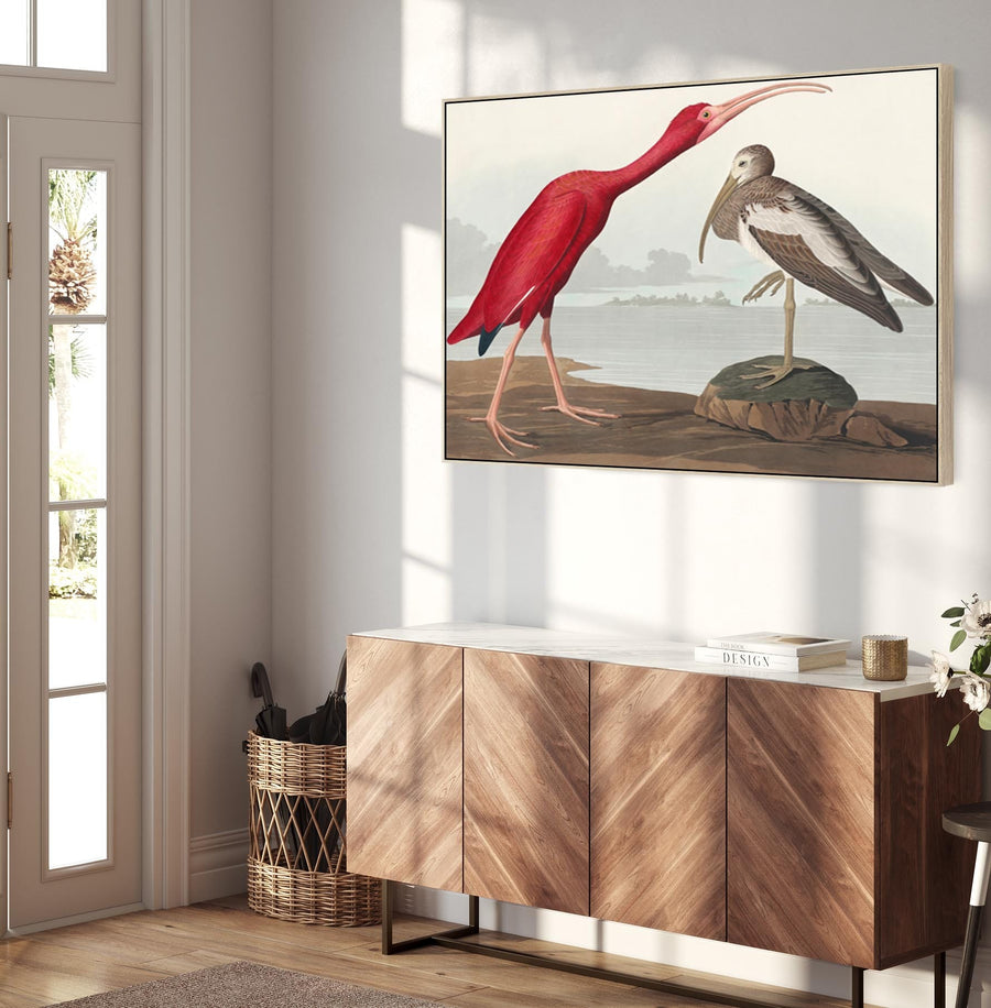 Scarlet Ibis - Framed Canvas Wall Art - John James Audubon - Birds of America Print