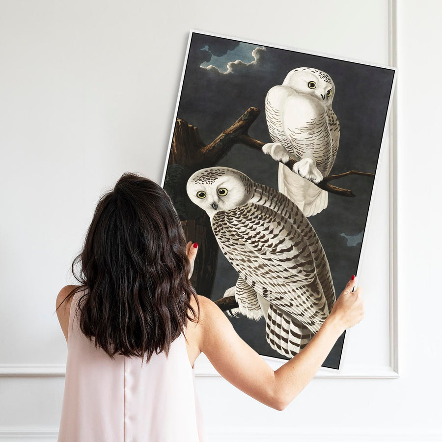 Snowy Owl - Framed Canvas Wall Art - John James Audubon - Birds of America Print