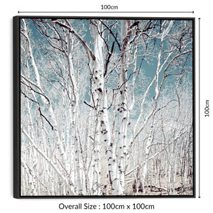 Large Silver Birch Trees Wall Art for Living Room - Framed Canvas