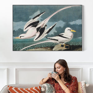 Tropic Birds - Framed Canvas Wall Art - John James Audubon - Birds of America Print