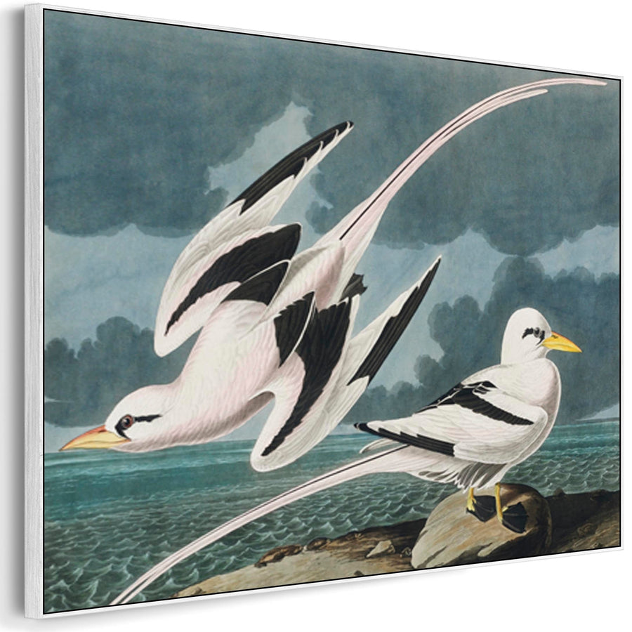 Tropic Birds - Framed Canvas Wall Art - John James Audubon - Birds of America Print