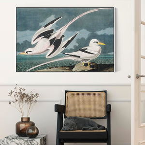 Tropic Birds - Framed Canvas Wall Art - John James Audubon - Birds of America Print