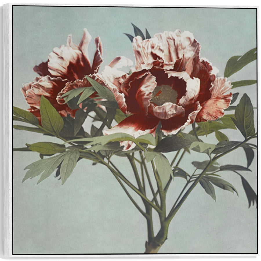 Vintage Japanese Pink Floral Wall Art Framed Canvas Print of Tree Peony Flowers Painting - 100cm x 100cm