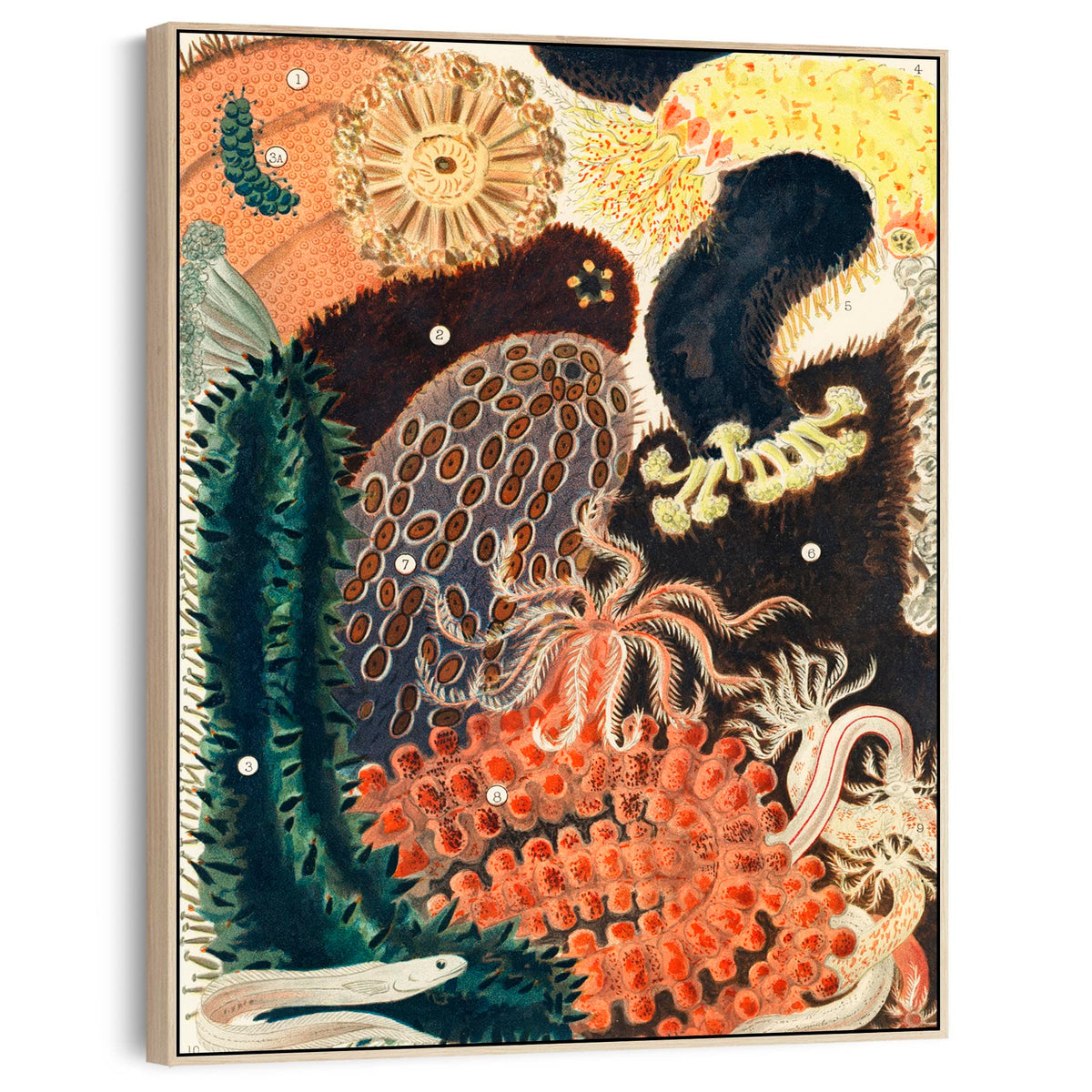 Shells Barrier Reef by William Saville Kent Framed Canvas Artwork Prin ...